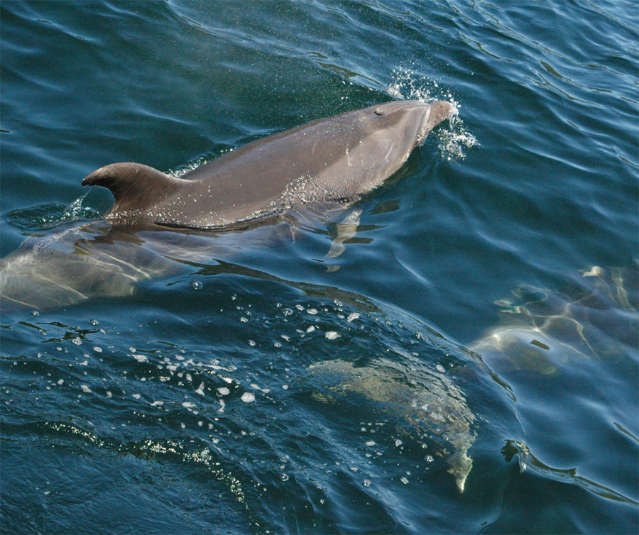 Dolphins in the wild