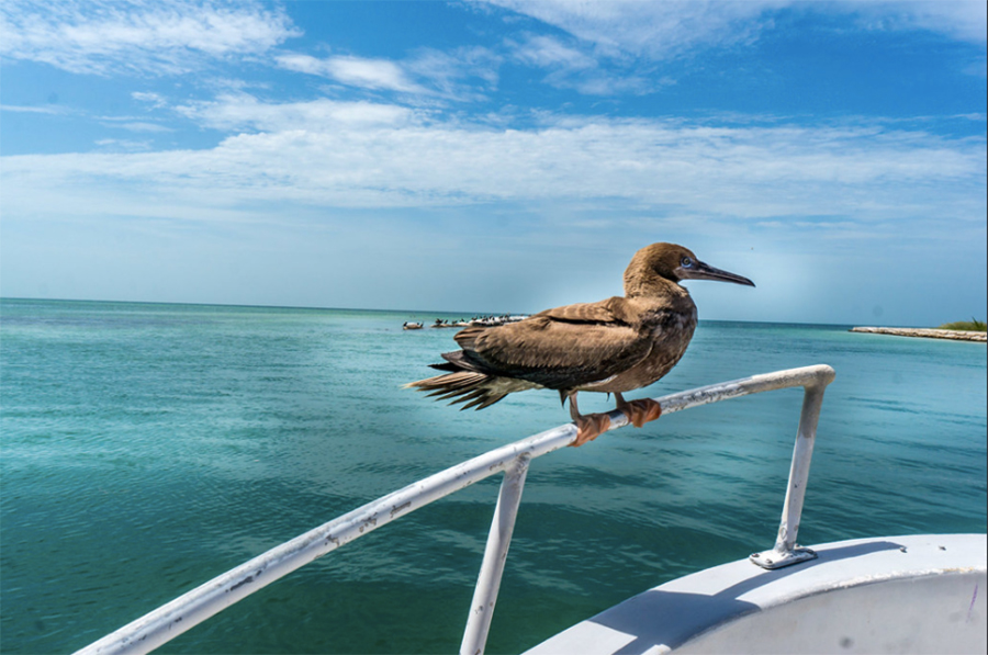 Wildlife on Holbox Island, Mexico