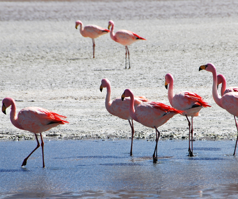 Pink Flamingos