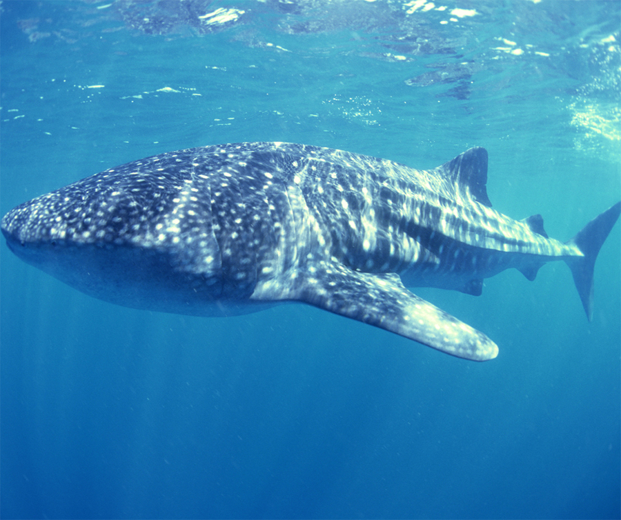 Whale Shark