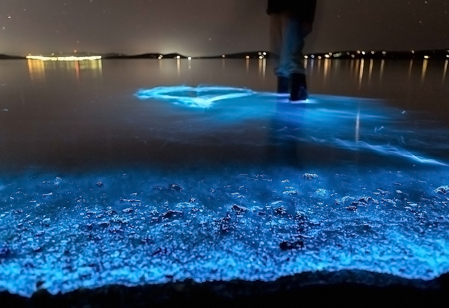 Bioluminescence Antonio Colonna