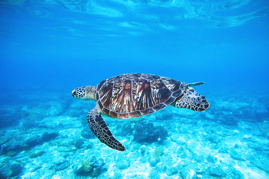 Sea Turtles, Akumal Bay, Riviera Maya