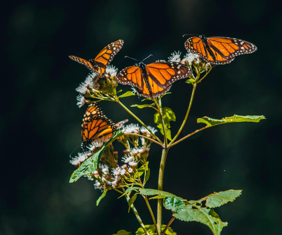 Monarch Butterflies